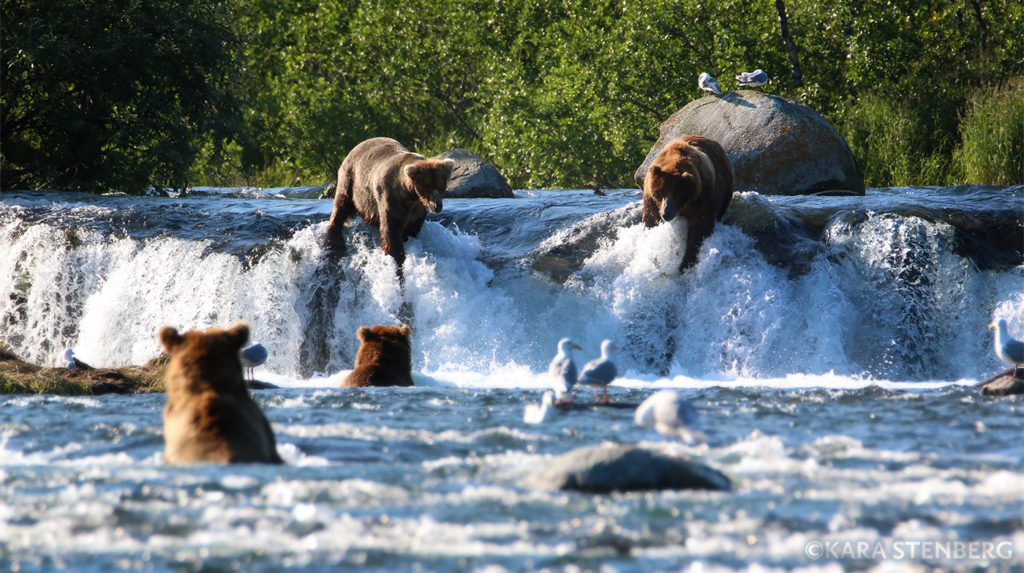 Brown Bears Fishing at Alaska's Brooks Falls - The Atlantic